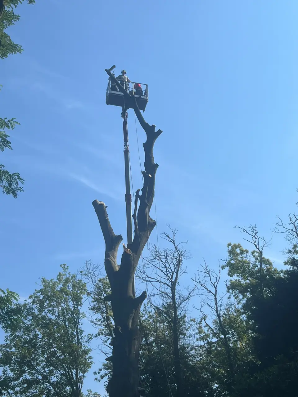 Élagueur en nacelle au sommet d'un arbre près de Chartres